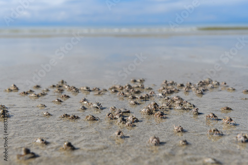 Baby crabs in a swarm on the beach.