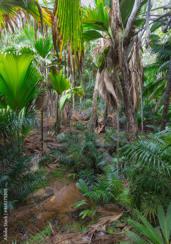 tropical forest with trees  palm leaves in Seychelles