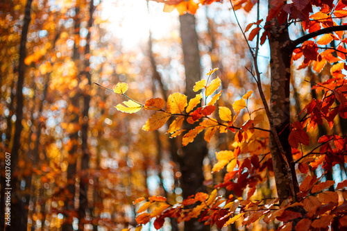 Autumn leaves in the forest  background