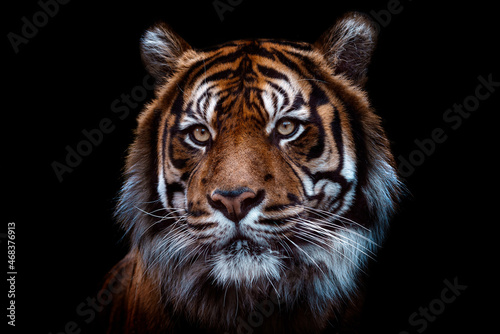 Front view of Sumatran tiger isolated on black background. Portrait of Sumatran tiger (Panthera tigris sumatrae) photo