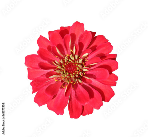 Red flowers isolated on white background. Starburst flowers.