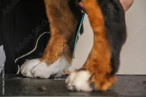 Grooming Bernese mountain dog. Closeup of trimming paws. photo