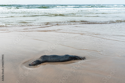 A body of a dead Baltic sea seal washed up on a beach near Juodkrante, Lithuania