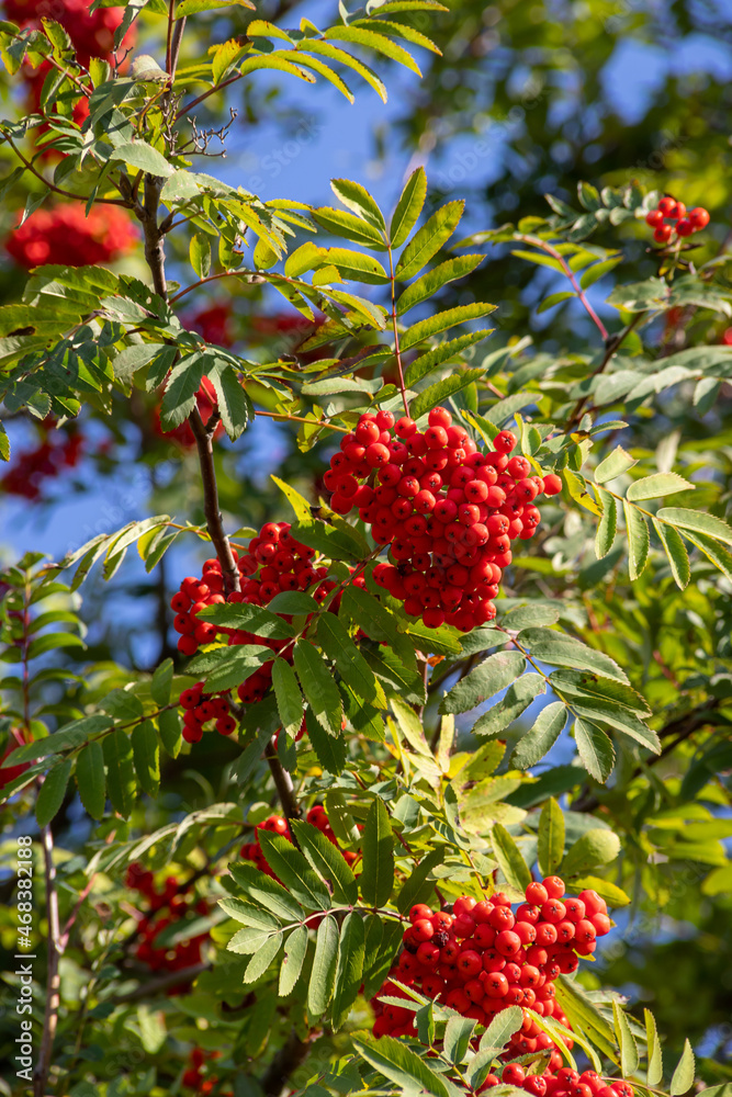 Close up on a Rowan tree branch laden with Rowen berries