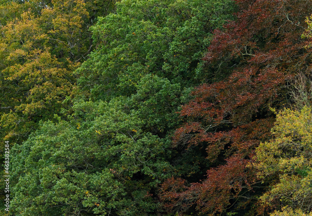 various leaves on trees in various colours various leaves on trees in various colours