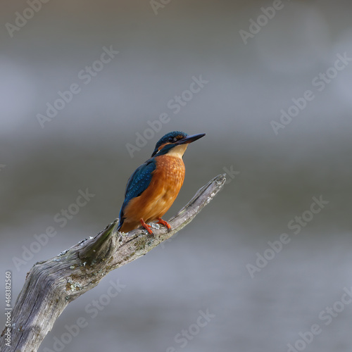 kingfisher sitting on perch close up