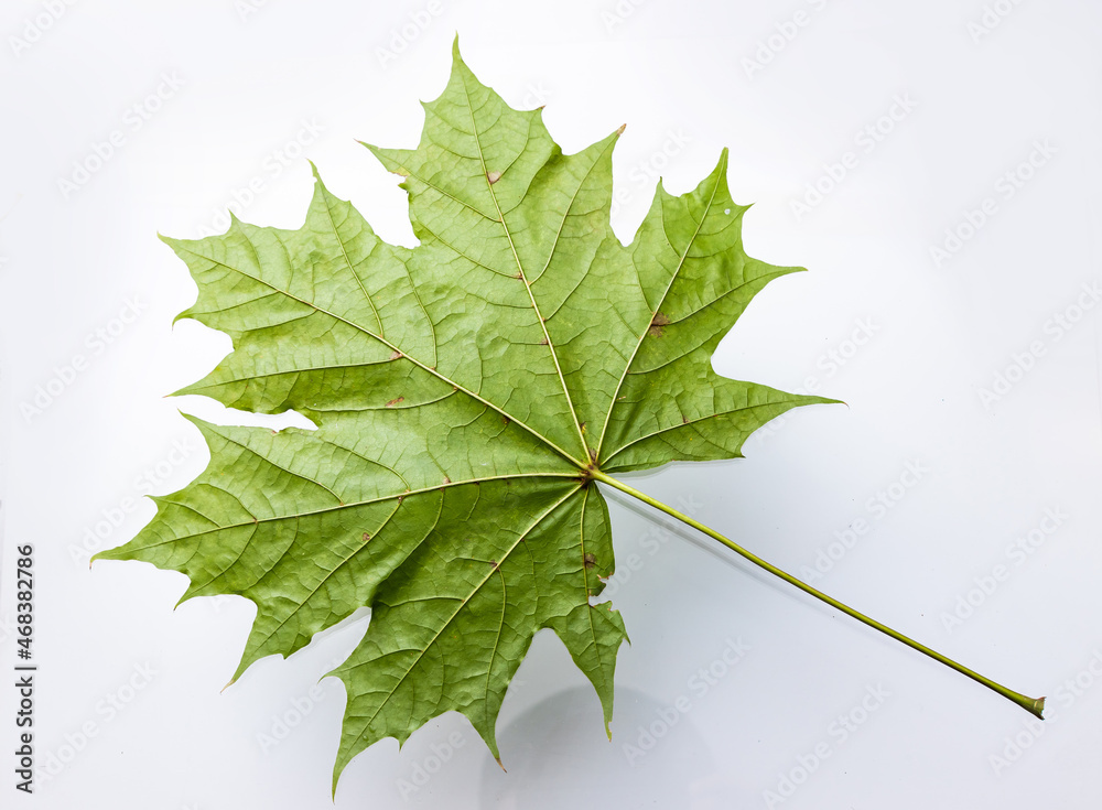 Fototapeta premium Green maple leaf isolated on white background