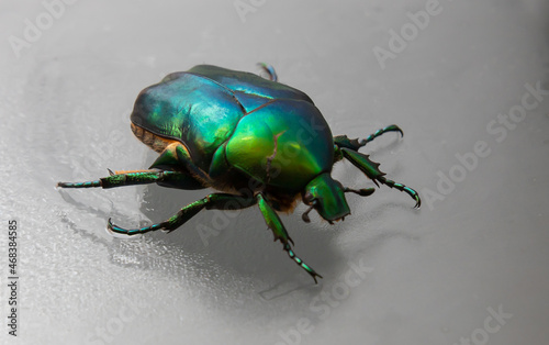 Valokuvatapetti Cetonia aurata called the green rose chafer is a beetle that has a metallic structurally coloured green and a distinct V-shaped scutellum