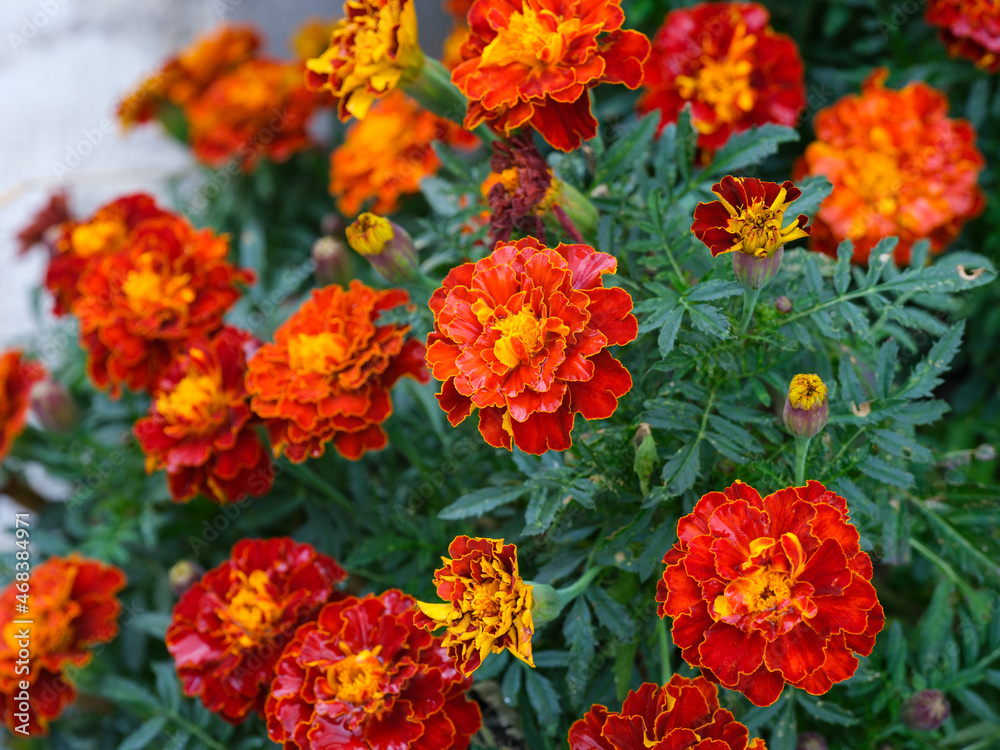 Tagetes (marigolds) blooming in nature.