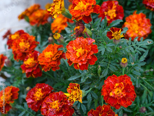 Tagetes (marigolds) blooming in nature. © rosinka79