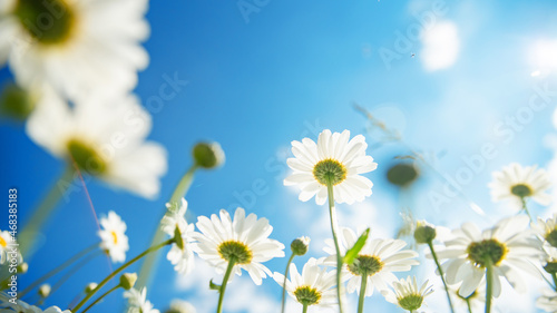 beautiful delicate white daisies against the blue sky on a sunny and clear day  view from below. good mood  happiness