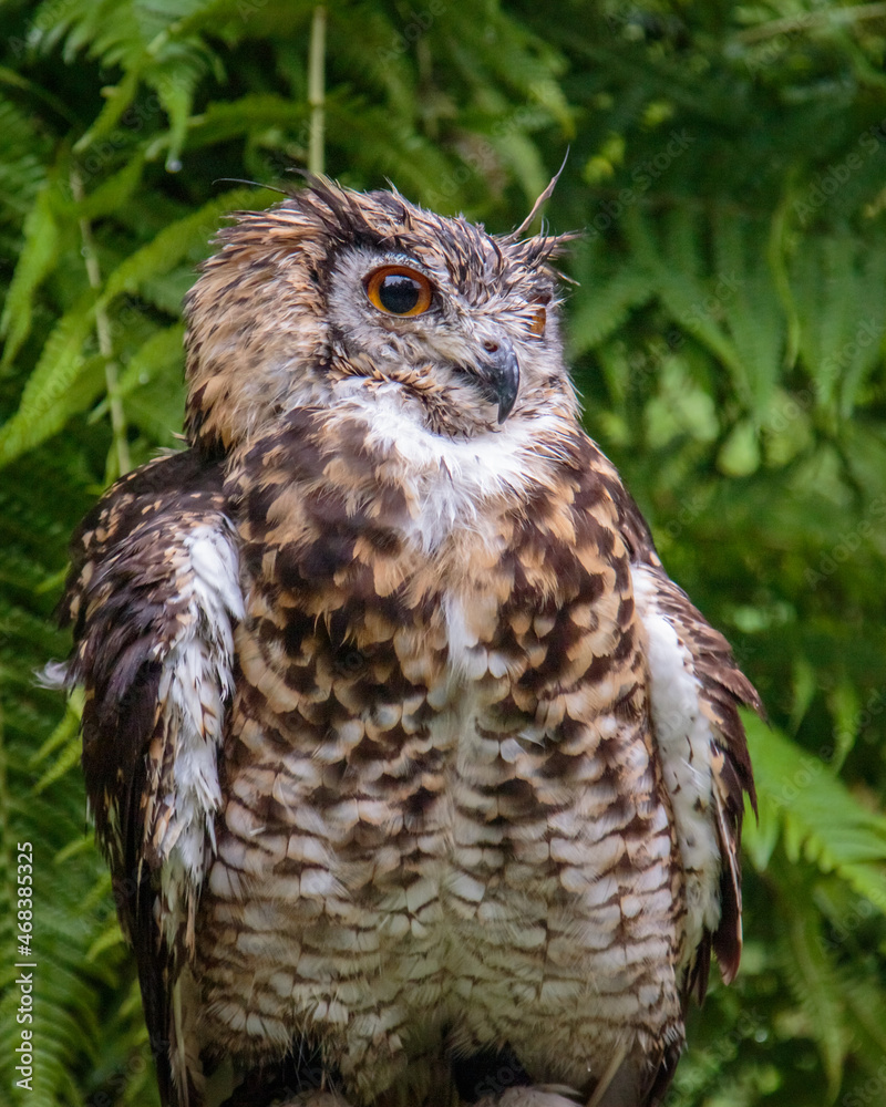 closeup of a cape eagle-owl raptor bird of prey closeup of a cape eagle-owl raptor bird of prey