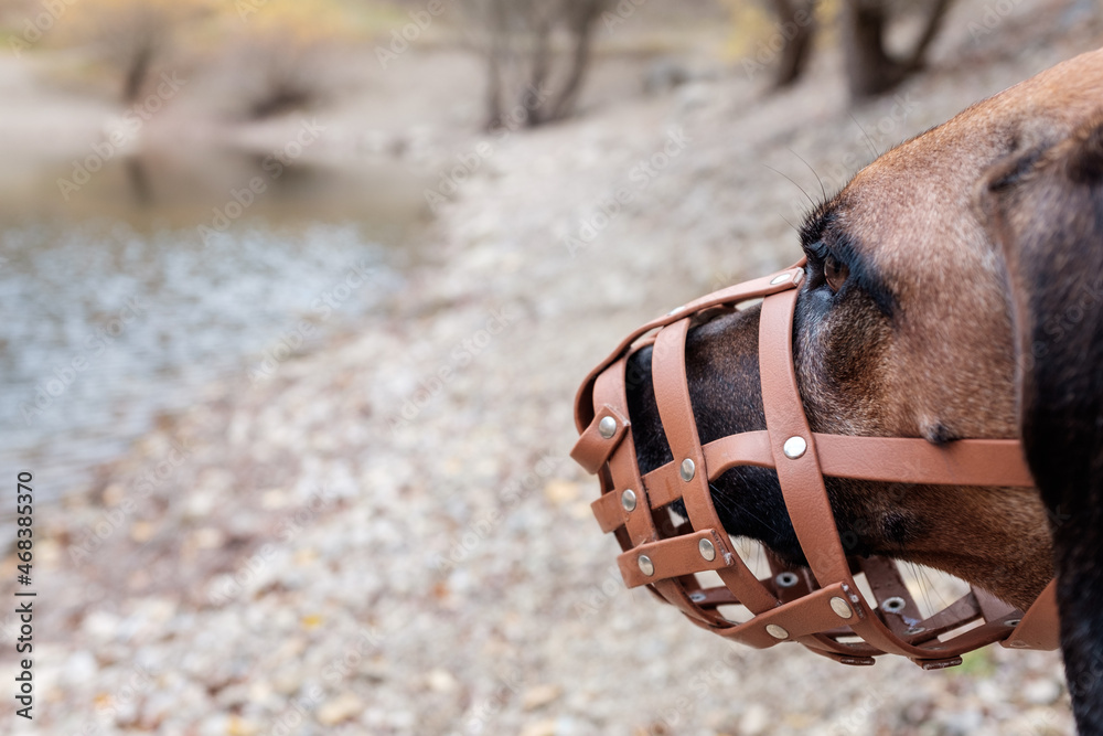 Rhodesian Ridgeback pure breed dog wearing a muzzle for security ...