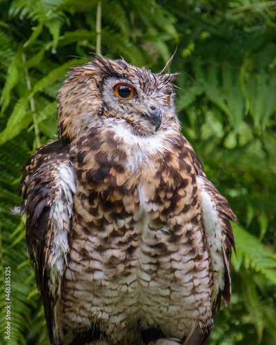 closeup of a cape eagle-owl raptor bird of prey photo