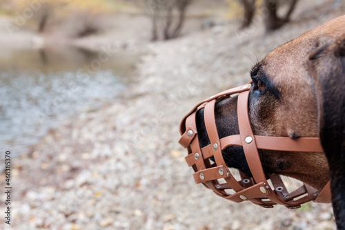 Rhodesian Ridgeback pure breed dog wearing a muzzle for security reasons. Profile shot. Blurred background with lake or river. Autumn.