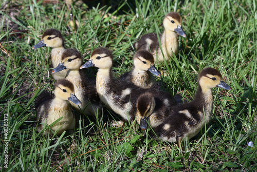 ducklings