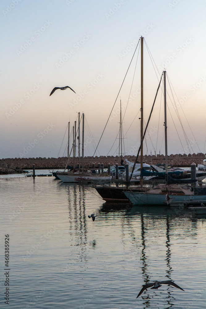sea port seagull 