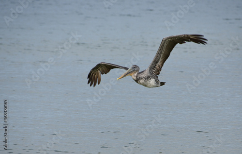 pelican in flight