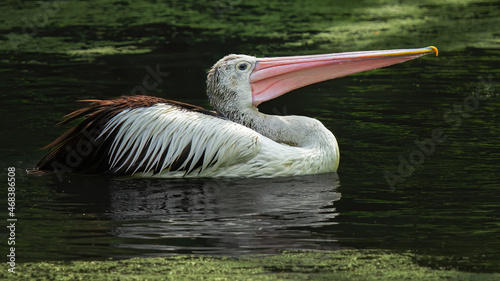 Australian Pelican Pelecanus on water photo