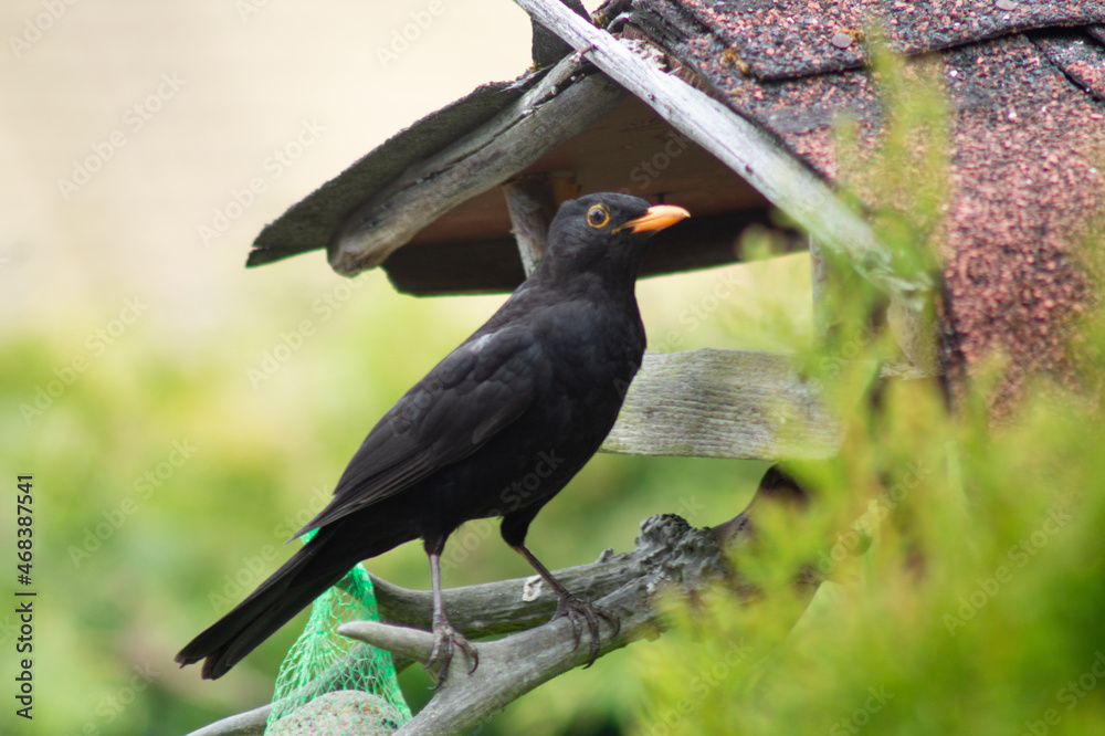 Fototapeta premium Amsel am Vogelhaus