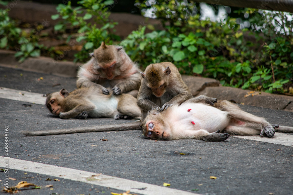 Monkeys descend from Khao Sam Muk to look for food from tourists and relax on the roadside.