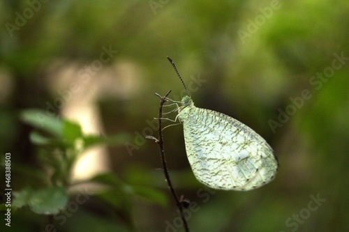 butterfly on twig