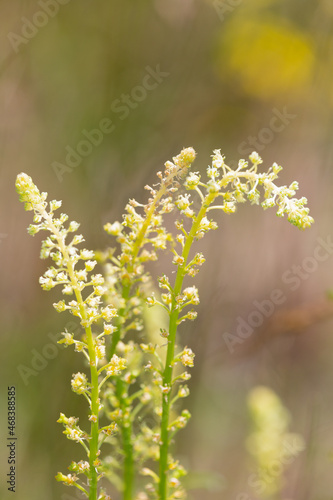 Macrophotographie de fleur sauvage - Réséda jaune (Reseda lutea)