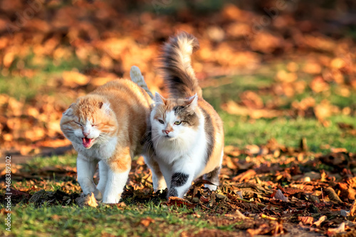 two cats walking in autumn sunny garden among fallen leaves