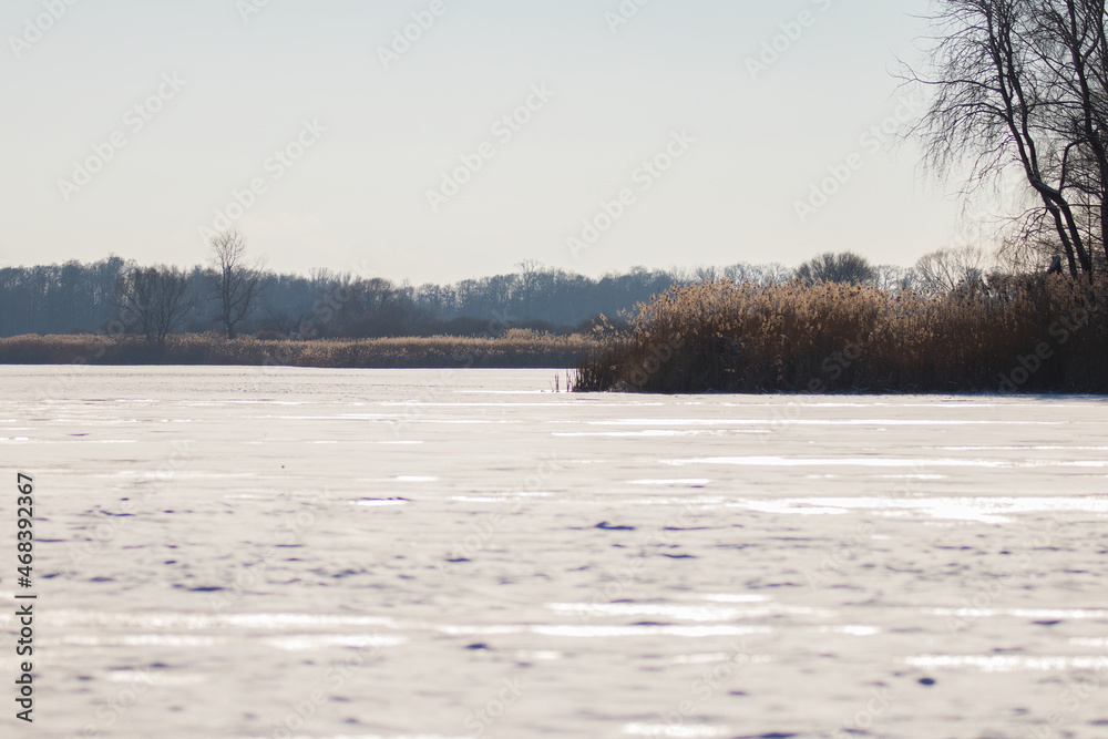 custom made wallpaper toronto digitalThe landscape of the fish pond in winter, the habitat and refuge of wild animals in winter. A pond covered with snow, reeds, a nature reserve