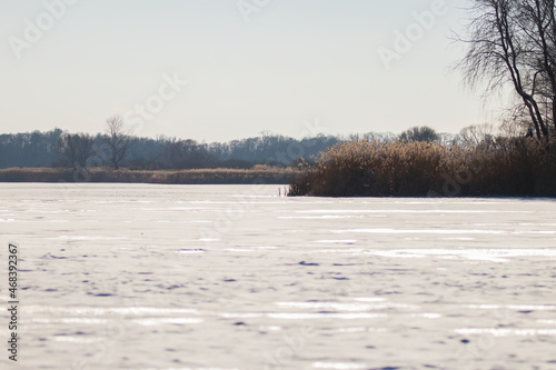 Wallpaper Mural The landscape of the fish pond in winter, the habitat and refuge of wild animals in winter. A pond covered with snow, reeds, a nature reserve Torontodigital.ca