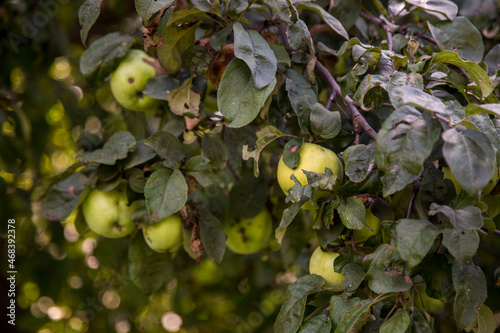 Apples on the tree