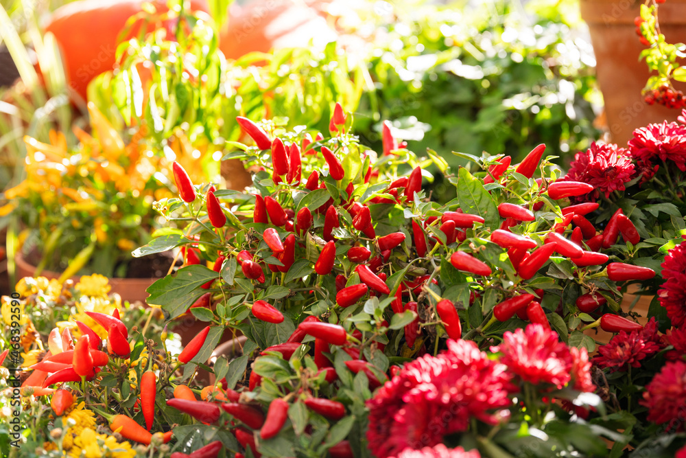 Obraz premium Bright bush of red chilli peppers with green leaves in sunlight. Beautiful garden plant in pot. Autumn harvest holiday. 