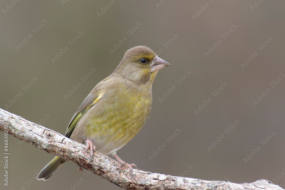 Green finch Chloris chloris stting on a branch