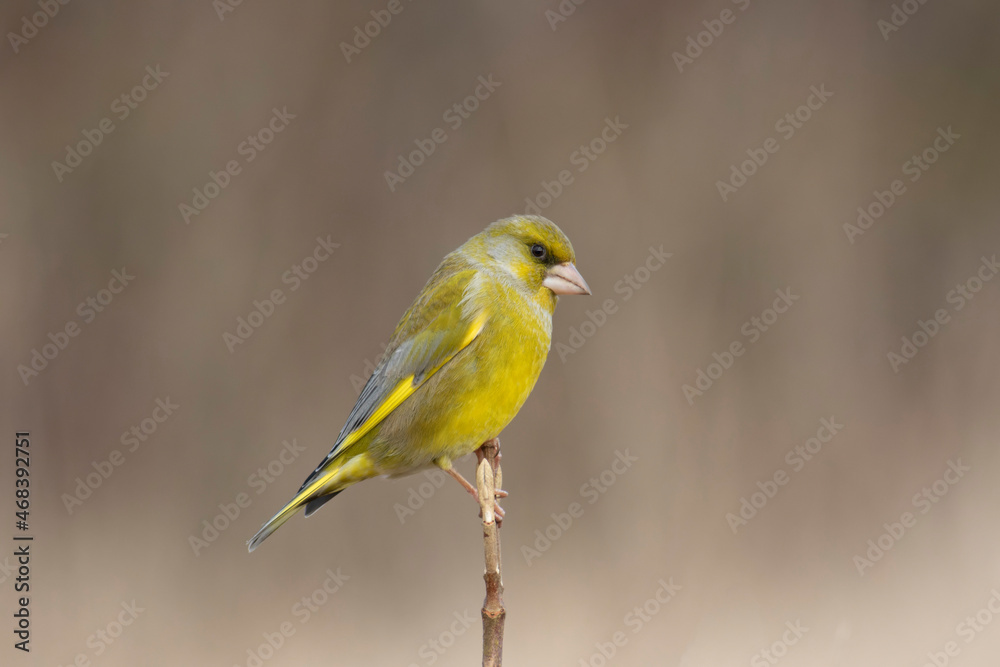 Green finch Chloris chloris stting on a branch Green finch Chloris chloris stting on a branch