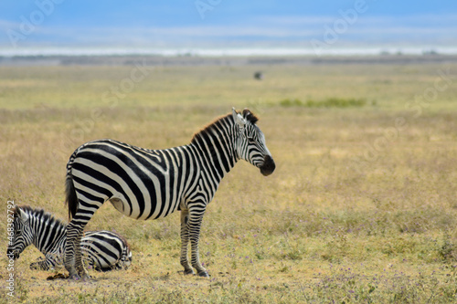 Zebra and its baby
