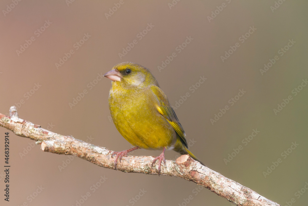 Green finch Chloris chloris stting on a branch