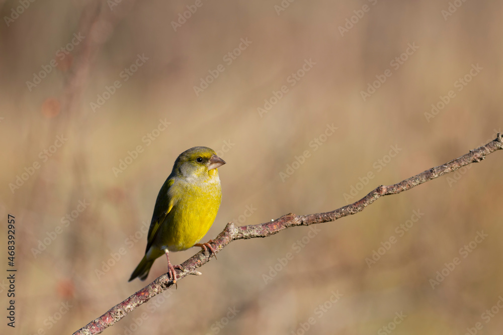 Fototapeta premium Green finch Chloris chloris stting on a branch