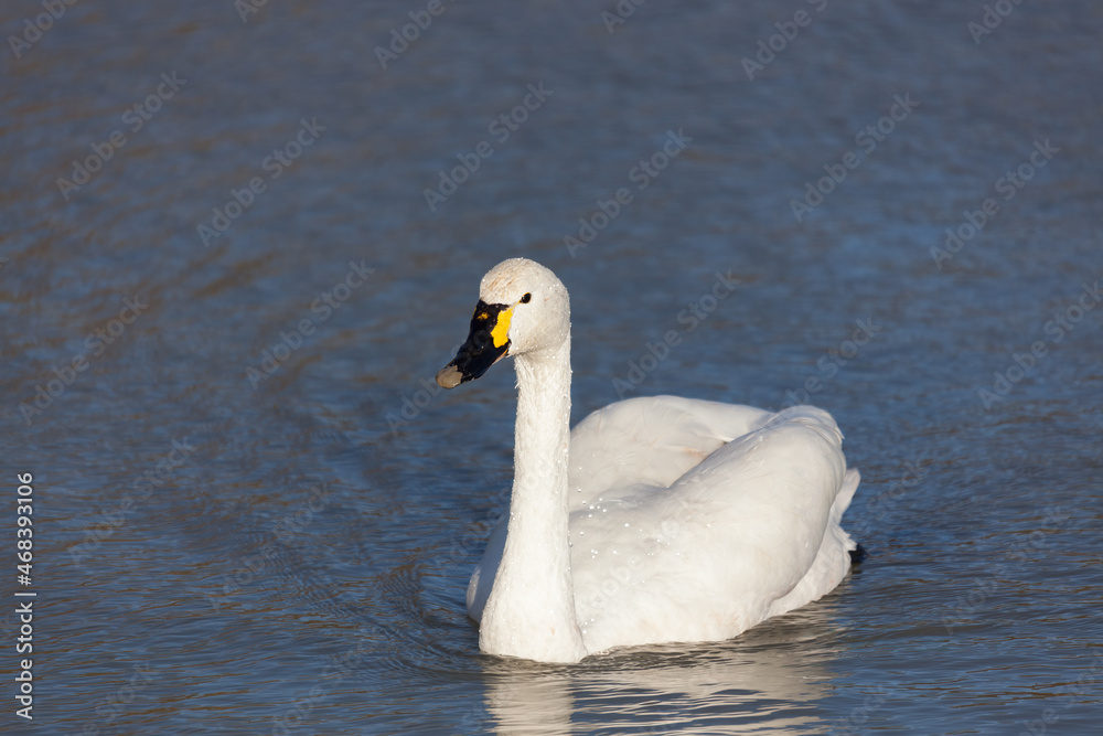 Whooper Swan (Cygnus cygnus) swimming across a lake