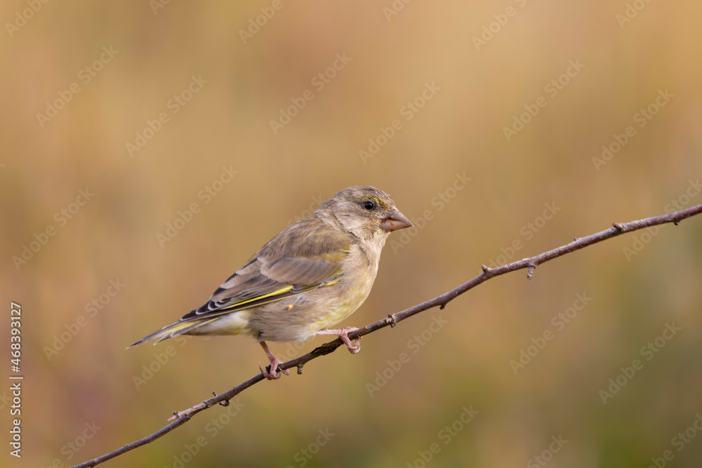 Green finch Chloris chloris stting on a branch Green finch Chloris chloris stting on a branch