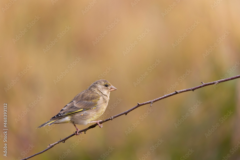 Green finch Chloris chloris stting on a branch Green finch Chloris chloris stting on a branch