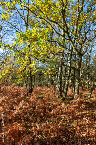 Ashdown Forest on a suuny autumnal day © philipbird123