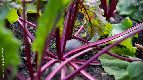 Obraz na płótnie fresh beet roots