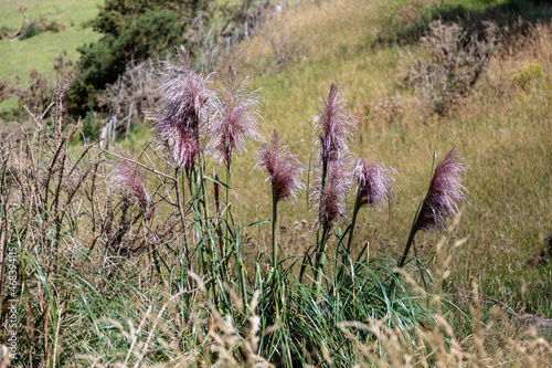 Pink Pampas Grass (Cortaderia selloana (Schult. et Schult.f.) Asch. et Graebn.) growing wild in New Zealand photo