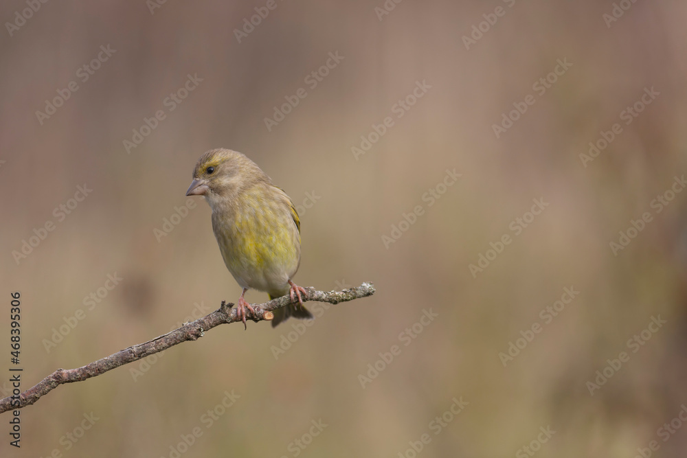 Green finch Chloris chloris stting on a branch Green finch Chloris chloris stting on a branch