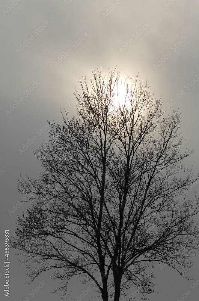 Silhouettes of trees against dark sky. nature background, Dark tone Silhouettes of trees against dark sky. nature background, Dark tone