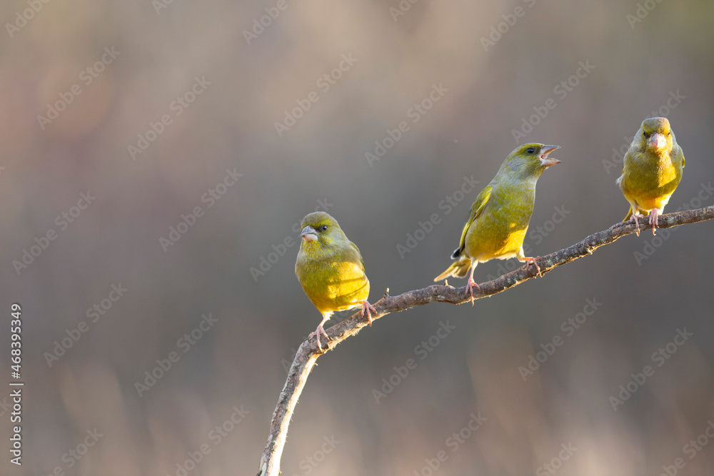 Obraz premium Green finch Chloris chloris stting on a branch