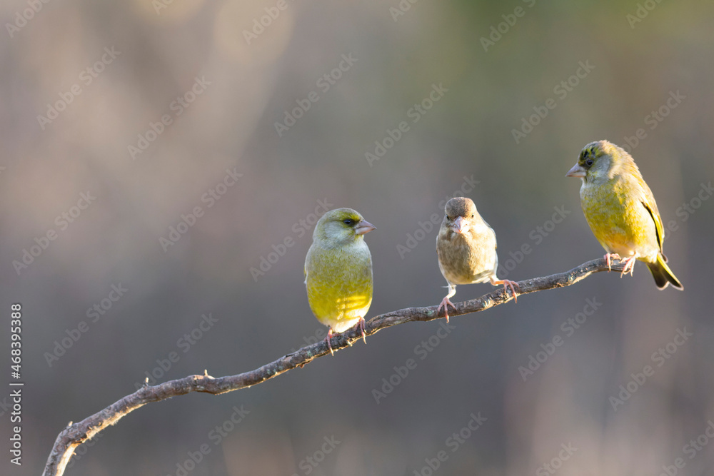 Fototapeta premium Green finch Chloris chloris stting on a branch