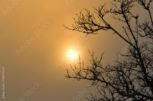 Silhouettes of trees against sunset twilight sky. nature background  Dark tone