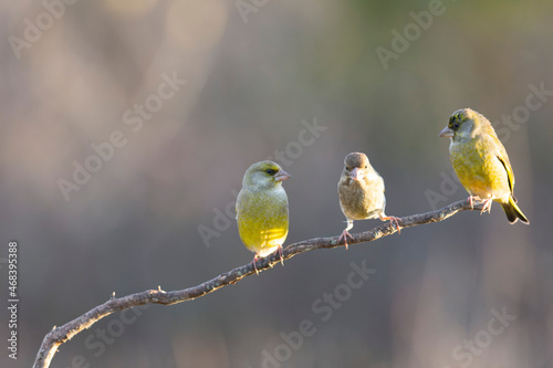 Green finch Chloris chloris stting on a branch