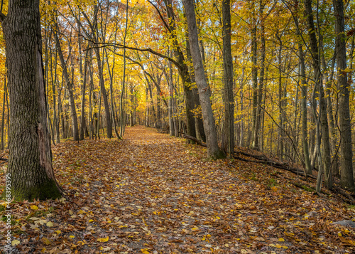  The Trail Goes Ever On   through a golden corridor of old oak trees during autumn  in Independence Oaks County Park  near Independence  Michigan.